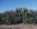 Cereus forbesii (in the foreground) and Stetsonia coryne (in the background).
