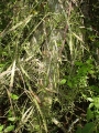 Lepismium cruciforme, Rhipsalis cereuscula, Cordillera, Paraguay.
