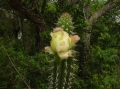 Cereus euchlorus, Ypacarai, Cordillera, Paraguay.
