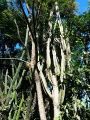 Cereus stenogonus & Monvillea euchlora, Patiño, Central, Paraguay, Southamerica.