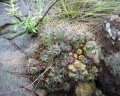 Gymnocalycium fleischerianum, AA 155, S Piribebuy, 132 m, Dep. Cordillera, Paraguay.