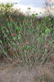 Jatropha podagrica — Growing habit, Paraguay.