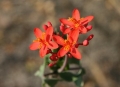 Jatropha podagrica — Flowering habit, Paraguay.