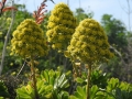 Aeonium arboreum, blooming habit at Wied anglu, Birguma, Naxxar. 3-2-17, Malta.
