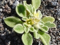 The flowers are apetalous with triangular segments,  2-3 mm long , yellowish inside, greenish or reddish and hairy outside.