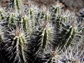 Euphorbia handiensis looks like a spiny cactus. Joros valley, Fuerteventura (Canary), 19 January 2017