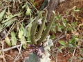 Horned fruit of C. burchardii ssp. burchardii . Barranco Palomares, Fuerteventura.