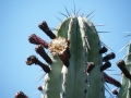 Pachycereus weberi, Near san Gabriel Chilac, Oaxaca.