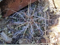 Thelocactus heterochromus, Rio Nazas, Durango