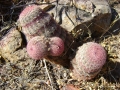 Echinocereus pectinatus, Rio Nazas, Durango.