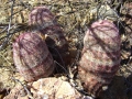 Echinocereus pectinatus, Rio Nazas, Durango.