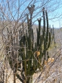 Stenocereus thurberi, El Triunfo, South Baja Calfornia. Notice cristate branches.