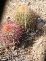 Ferocactus cylindraeus, San Matias, Baja California Norte.