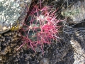 Ferocactus cylindraeus seedling, San Matias, Baja California Norte.