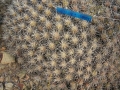 Echinocereus maritimus, in habitat at Ensenada, Baja California North, Mexico.