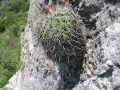 Gymnocactus horripilus, in habitat at San Cristobal, Hidalgo, Mexico.