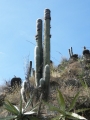 Cephalocereus senilis and Echinocactus platyacanthus, Meztitlan, Hidalgo.