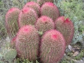 Ferocactus pilosus, Galeana, Nuevo Leon.