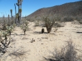 Vizcaino desert, Baja California Sud.