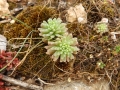 Sedum rubens, growing with S. caeruleum. Wied il-Ghasel Mosta. 13-3-17
