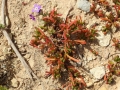 Mesembryanthemum nodiflorum, Delimara, Malta. 10/3/17