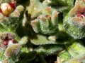 Mesembryanthemum cristallinum at Xghajra, Malta.