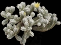 Astrophytum myriostigma var. columnare cv.minima (cv. HUBOKI)