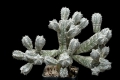 Astrophytum myriostigma var. columnare cv.minima (cv. HUBOKI)