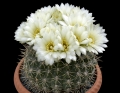 Gymnocalycium gibbosum (Black Chin Cactus)