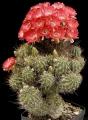 Lobivai aculeata (Syn: Echinopsis pentlandii)