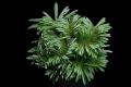 Pachypodium lamerei f. cristatum (Growing phase - summer)