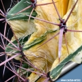 The older variegated part of the stem sometime become  crimped.  This is a common characteristic of this type of plant)
