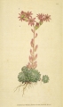 Curtis Botanical Magazine.