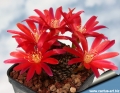 This attractively spined species has bright red flowers sprouting from the plant's base.