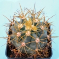 The giant barrel cactus (Ferocactus diguetii) is endemic to the Baja Peninsula and a few of the islands.
