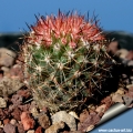 SB1078 Apache County, Arizona, USA (New spines in Sping)