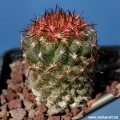 SB1078 Apache County, Arizona, USA (New spines in Sping)