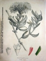 An old print: Salm Dick (1836-1842) Monographia generum Aloes et Mesebrianthemi