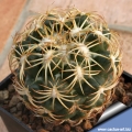 It is a dull-green cactus thickly covered with tawny wool and rounded, flattened above (retuse) tubercles.