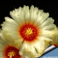 The flowers are magnificent  up to a diameter of 10 centimetres which cover the whole body like an umbrella.