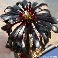 The 20 cm rosette of almost black leaves on is very showy.