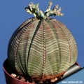 Young plants are dome-shaped or spherical.