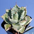 Agave potatorum ''Compact''  ( Cultivated form )