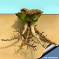 Contractile roots  pull the plant deeper into the soil to protect the plant from sun and heat.