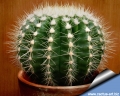 This plant differs from the common Golden barrel cactus for the very fine yellowish-white spination.