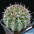 There are several varieties with very different spine shape and length.