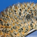 It hairy brown to yellow/orangish spines that finally turn to gray.