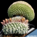 (Above) Grafted on Myrtillocactus geometrizans stock. (Below) A plant grafted on a short Opuntia compressa stock.