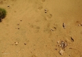 Violas, footprints and escrements.