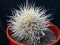 White spines type.